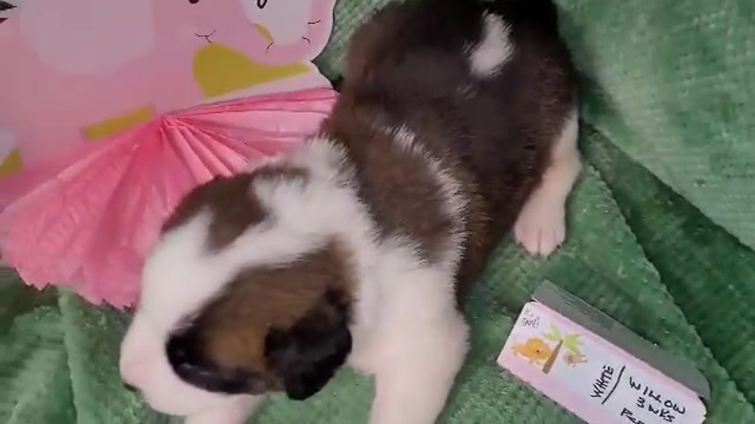 Videos of Puppies 3-5 wk